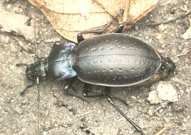 Carabus nemoralis - ligeti futrinka