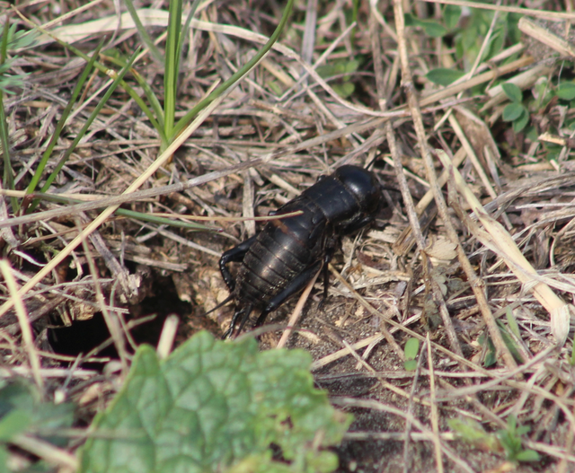 Gryllus campestris - mezei tücsök Gryllus campestris - mezei tücsök