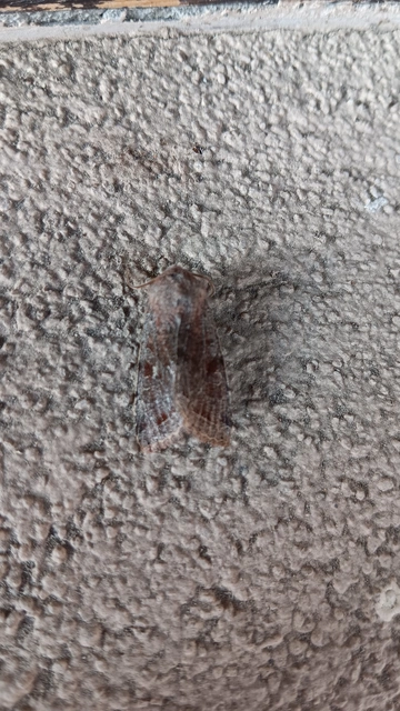 Orthosia incerta - változékony barkabagoly