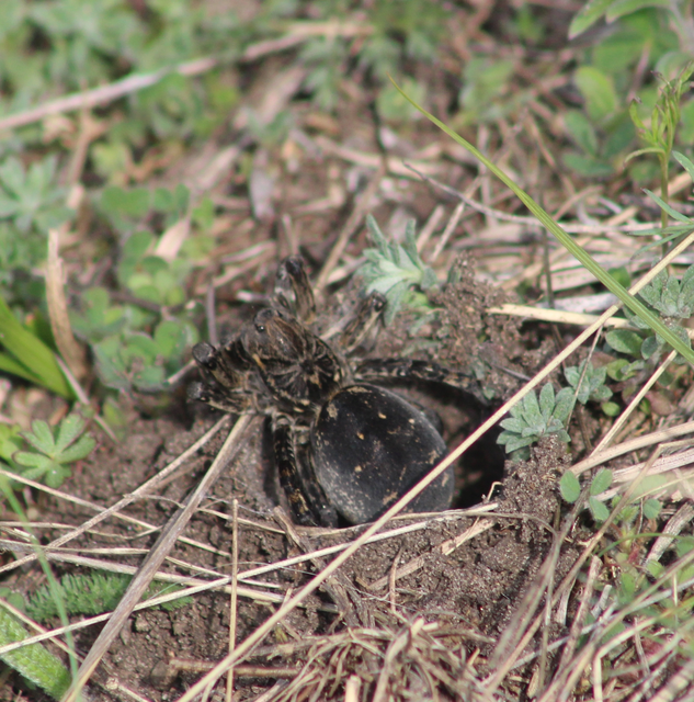 Geolycosa vultuosa - pokoli cselőpók
