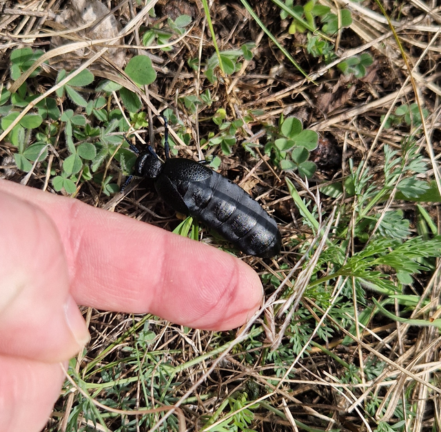 Meloe cicatricosus - óriásnünüke