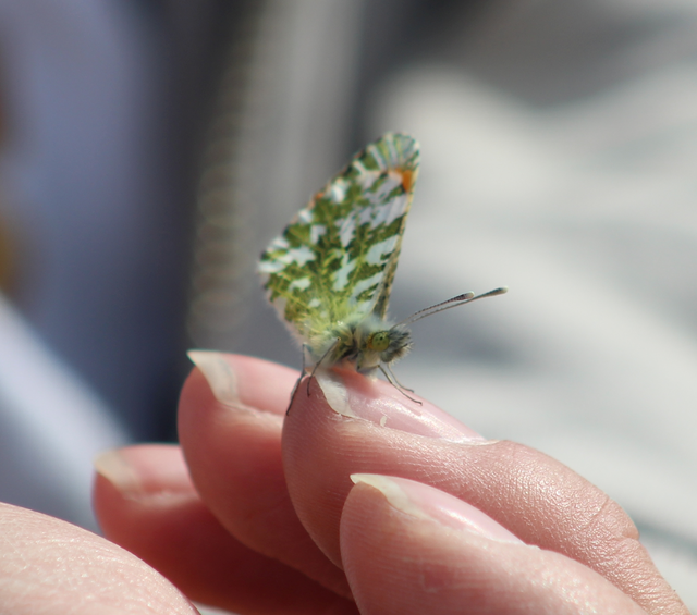 Anthocharis cardamines - hajnalpírlepke