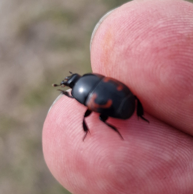 Hister quadrimaculatus - közönséges sutabogár