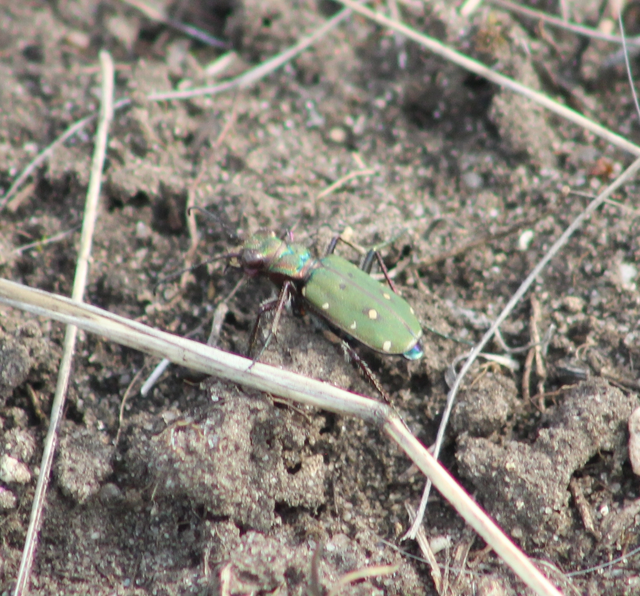 Cicindela campestris - mezei homokfutrinka