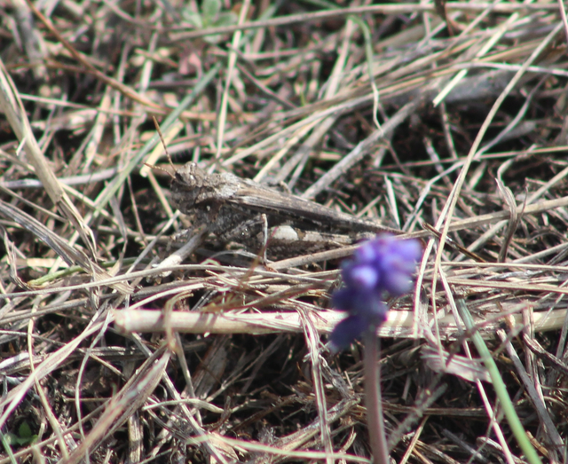 Acrotylus insubricus - önbeásósáska