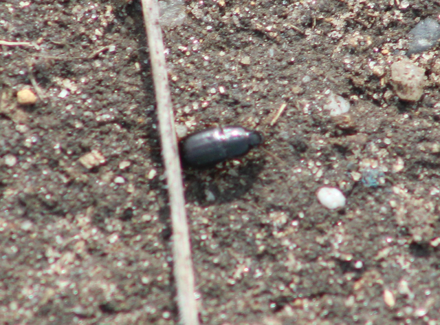 Amara Amara