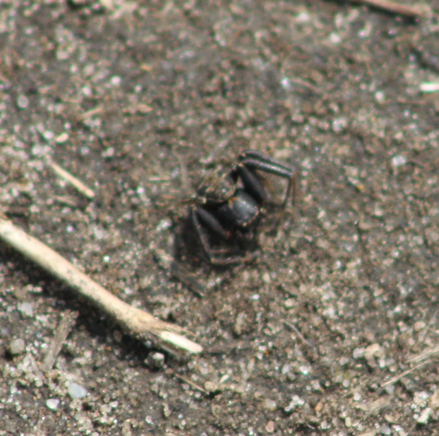 Xysticus