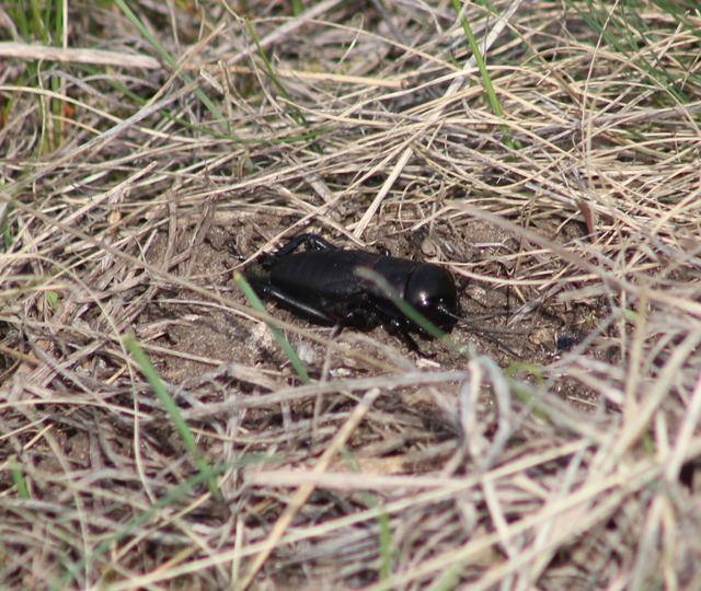 Gryllus campestris - mezei tücsök Gryllus campestris - mezei tücsök