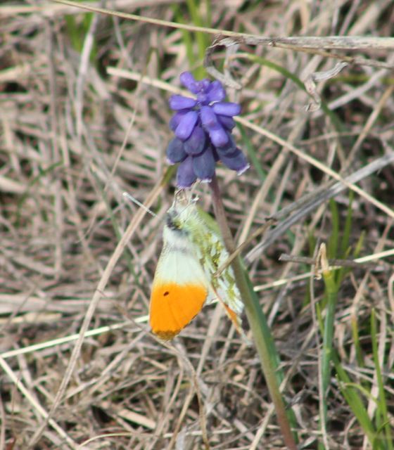 Anthocharis cardamines - hajnalpírlepke