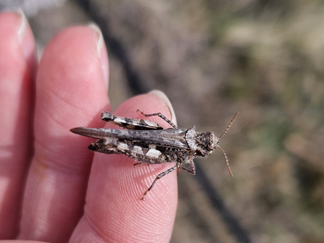 Acrotylus insubricus - önbeásósáska