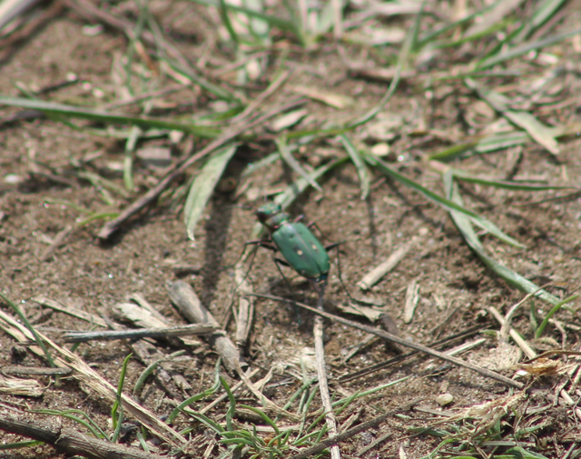 Cicindela campestris - mezei homokfutrinka
