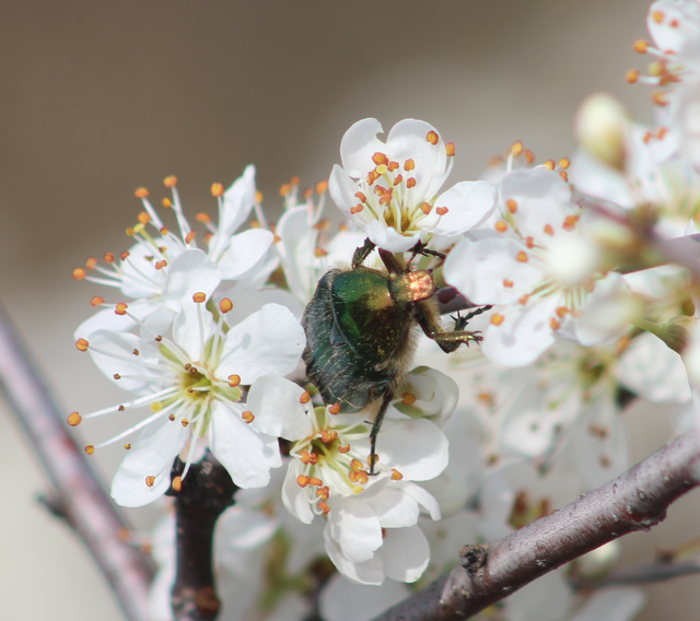 Cetonia aurata - aranyos virágbogár
