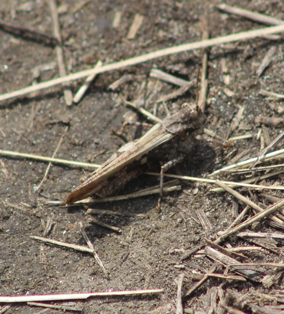 Acrotylus insubricus - önbeásósáska