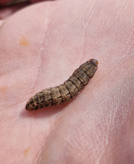 Noctua pronuba - nagy sárgafűbagoly