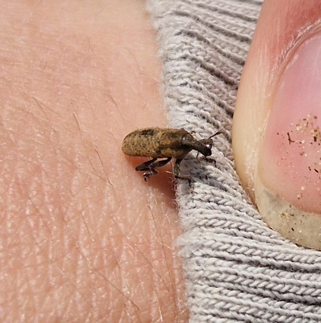Lixus brevipes - vaskosorrú dudvabarkó