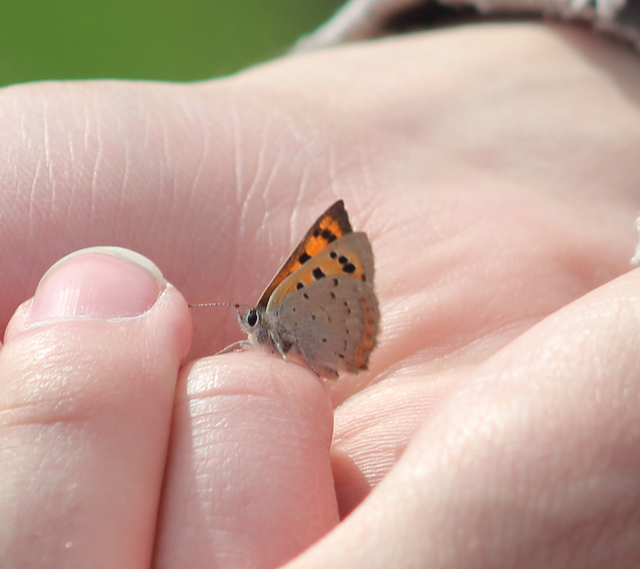 Lycaena phlaeas - közönséges tűzlepke