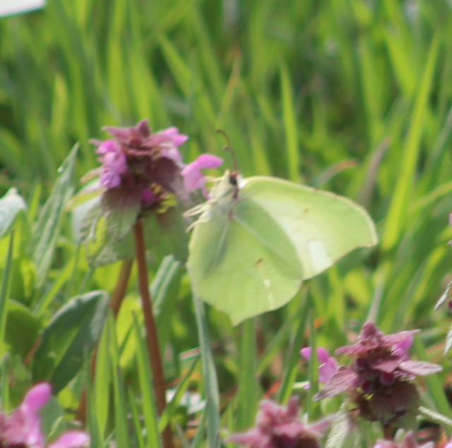 Gonepteryx rhamni - citromlepke