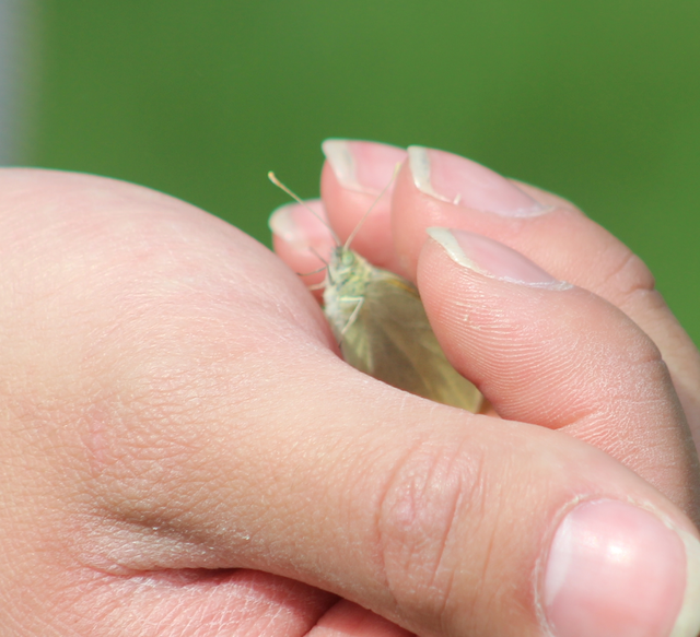 Pieris rapae - répalepke