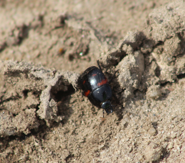 Hister quadrimaculatus - közönséges sutabogár