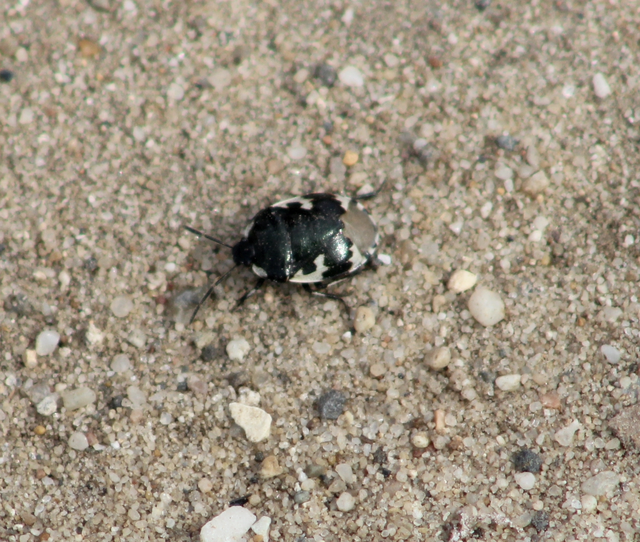 Tritomegas bicolor - foltos földipoloska