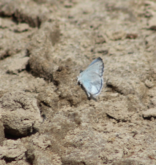 Celastrina argiolus - bengeboglárka