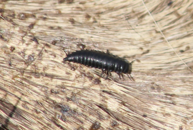 Silphidae - dögbogárfélék