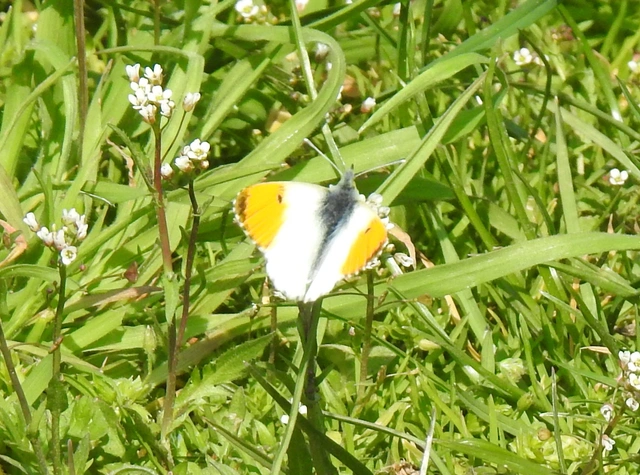 Anthocharis cardamines - hajnalpírlepke