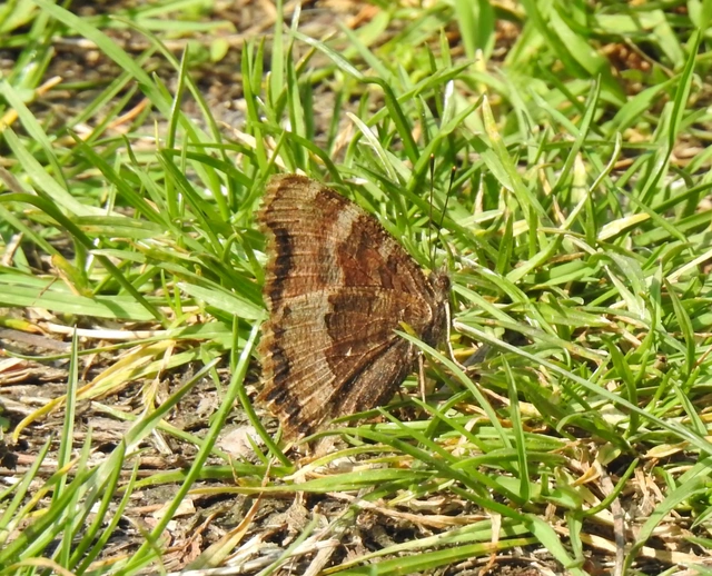 Nymphalis xanthomelas - vörös rókalepke