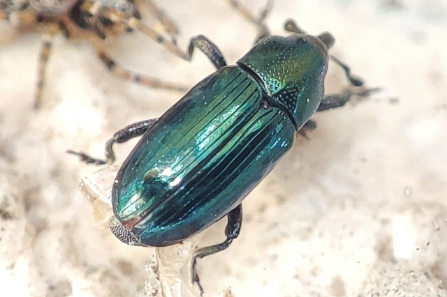 Aulacobaris caerulescens - fémes repcebáris