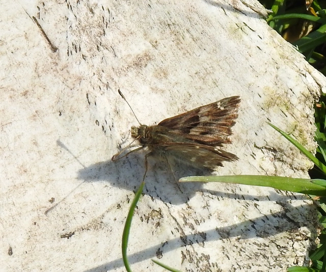 Carcharodus alceae - mályva-busalepke