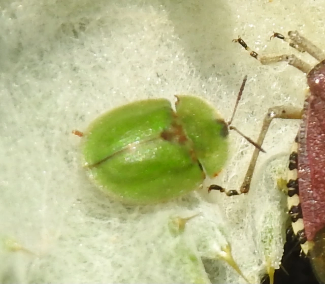 Cassida rubiginosa - lapos pajzsbogár