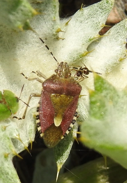 Dolycoris baccarum - közönséges bogyómászó-poloska Dolycoris baccarum - közönséges bogyómászó-poloska