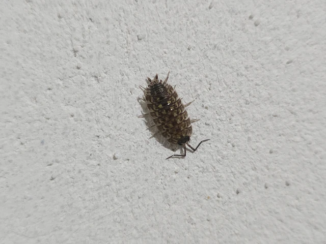 Isopoda - Ászkarákok