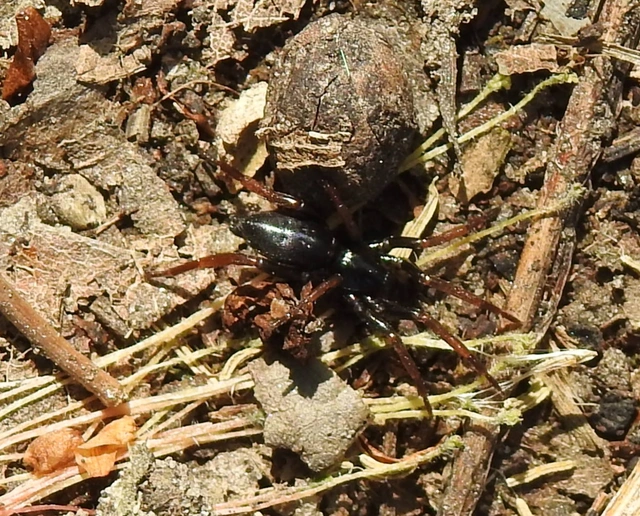 Trachyzelotes pedestris - vöröslábú gyászpók