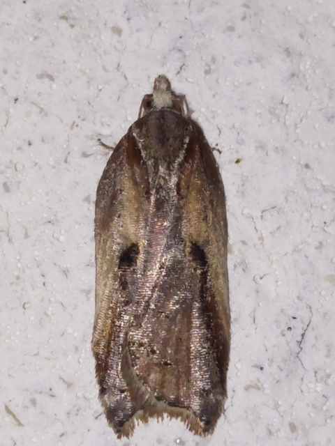 Acleris cristana - pamacsos levélmoly