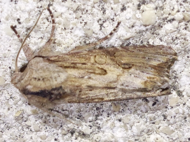 Egira conspicillaris - változékony szürkebagoly