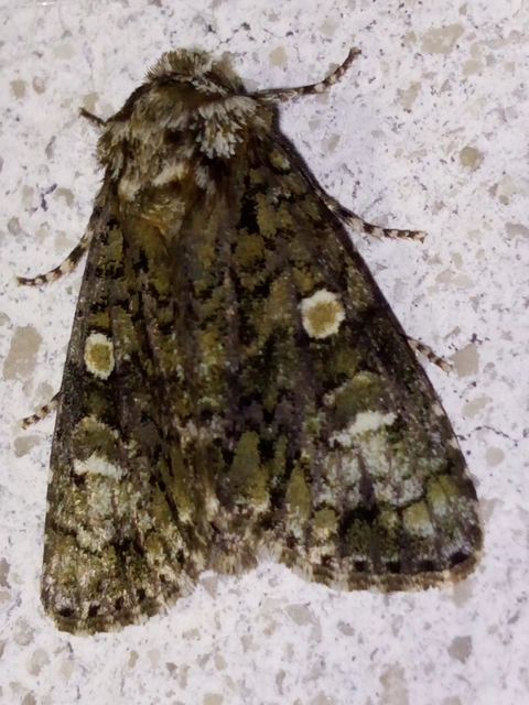 Craniophora ligustri - fagyalbagoly