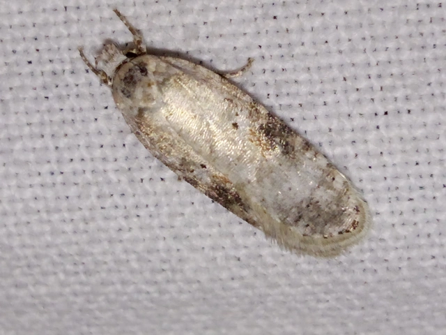 Agonopterix alstromeriana - bürök-laposmoly
