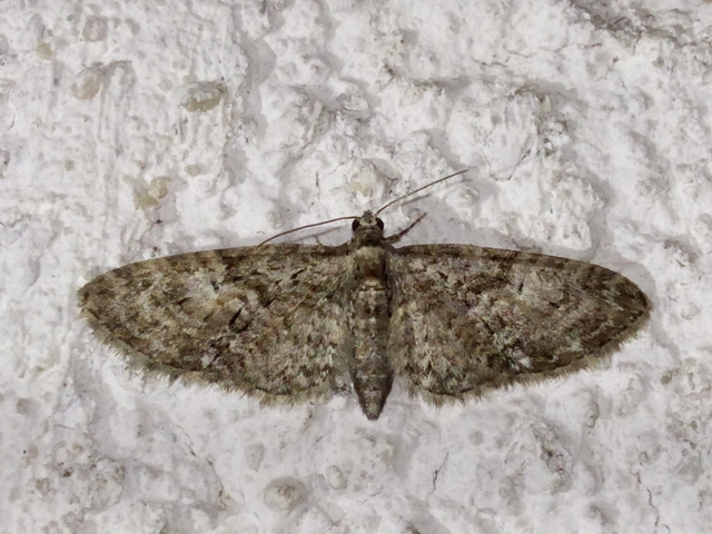 Eupithecia abbreviata - korai törpearaszoló
