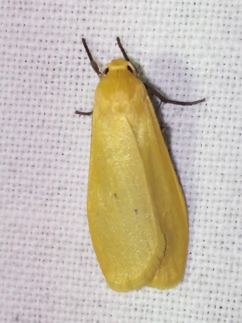 Eilema sororcula - sárga zuzmószövő