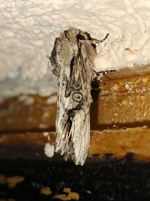 Egira conspicillaris - változékony szürkebagoly