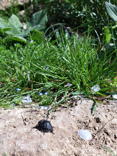 Lethrus apterus - nagyfejű csajkó
