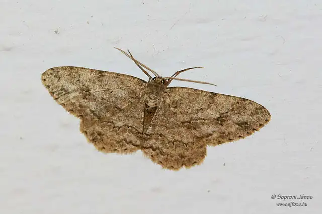 Ectropis crepuscularia - avararaszoló
