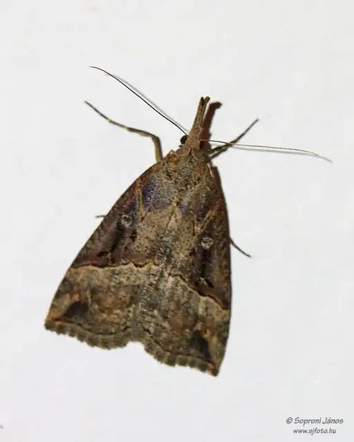 Hypena rostralis - közönséges karcsúbagoly