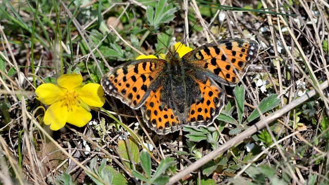 Issoria lathonia - közönséges gyöngyházlepke