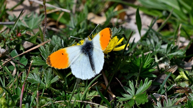Anthocharis cardamines - hajnalpírlepke