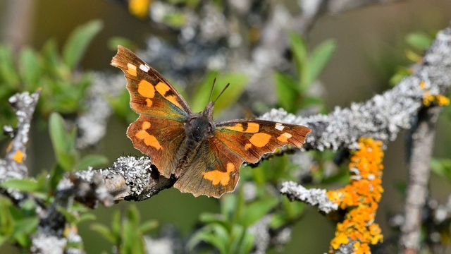 Libythea celtis - csőröslepke
