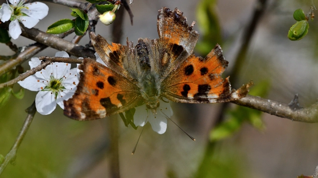Nymphalis polychloros - nagy rókalepke