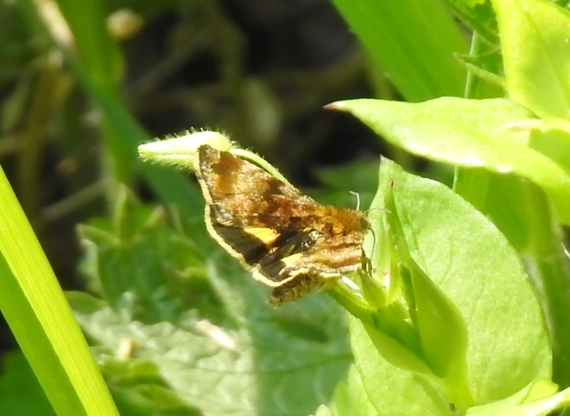 Panemeria tenebrata - apró sárgabagoly