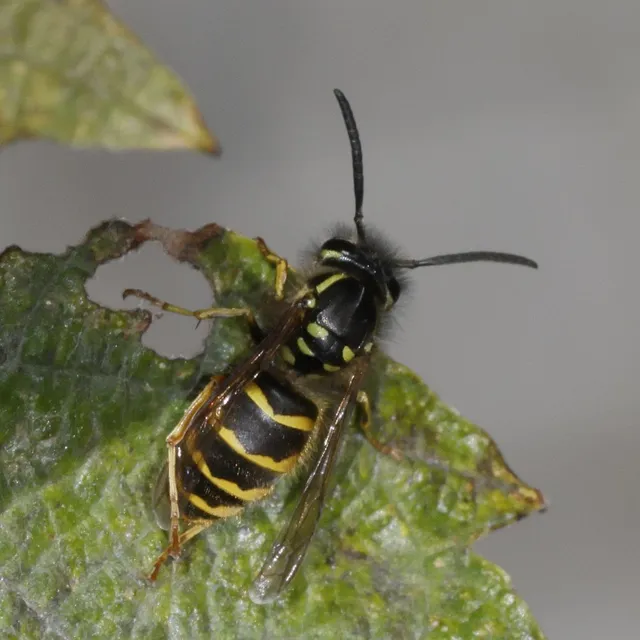 Vespula vulgaris - kecskedarázs